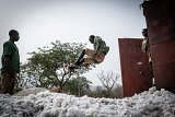 Un garçon se jette en rigolant sur un tas de coton dans la région de Tanougou.