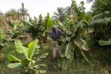 Au Soudan, comme ici dans la province du Dongola, les agriculteurs craignent une baisse de la fertilité des sols avec la mise en route du barrage éthiopien.
