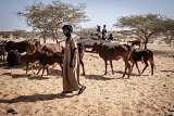 Des bergers près d'un des rares points d'eau dans la zone frontalière surveillée par une patrouille de la Garde nationale mauritanienne (12 novembre 2023).
