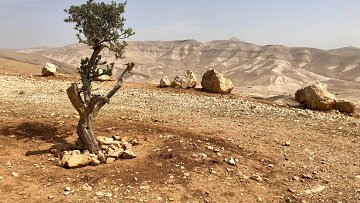 Cette image montre un paysage aride et désertique. Au premier plan, un petit arbre sec, avec une branche noueuse et des feuilles rares, se dresse solitaire sur un sol de terre ocre, parsemé de petites pierres. Autour de l'arbre, il y a un cercle de grosses pierres, peut-être pour le protéger. En arrière-plan, des collines douces et ondulées s'étendent à perte de vue, revêtues d'une teinte beige clair, évoquant un environnement sec et chaud. Le ciel est légèrement nuageux, ajoutant une douce lumière au paysage. L'ensemble crée une atmosphère de calme et de solitude dans ce milieu naturel.