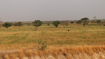 Cette image montre un vaste paysage de campagne. Au premier plan, on peut voir un sol légèrement incliné, avec une texture sèche et beige, indiquant une période de sécheresse. En arrière-plan, une étendue de champs couleur or se déploie, parsemée de quelques arbres verts à feuillage. Le ciel est couvert d'un léger nuage, créant une atmosphère calme et paisible. Au centre de la scène, une silhouette humaine, vêtue de rouge, se tient debout, semblant observer les alentours. L'ensemble dégage une impression de sérénité et de connexion avec la nature.